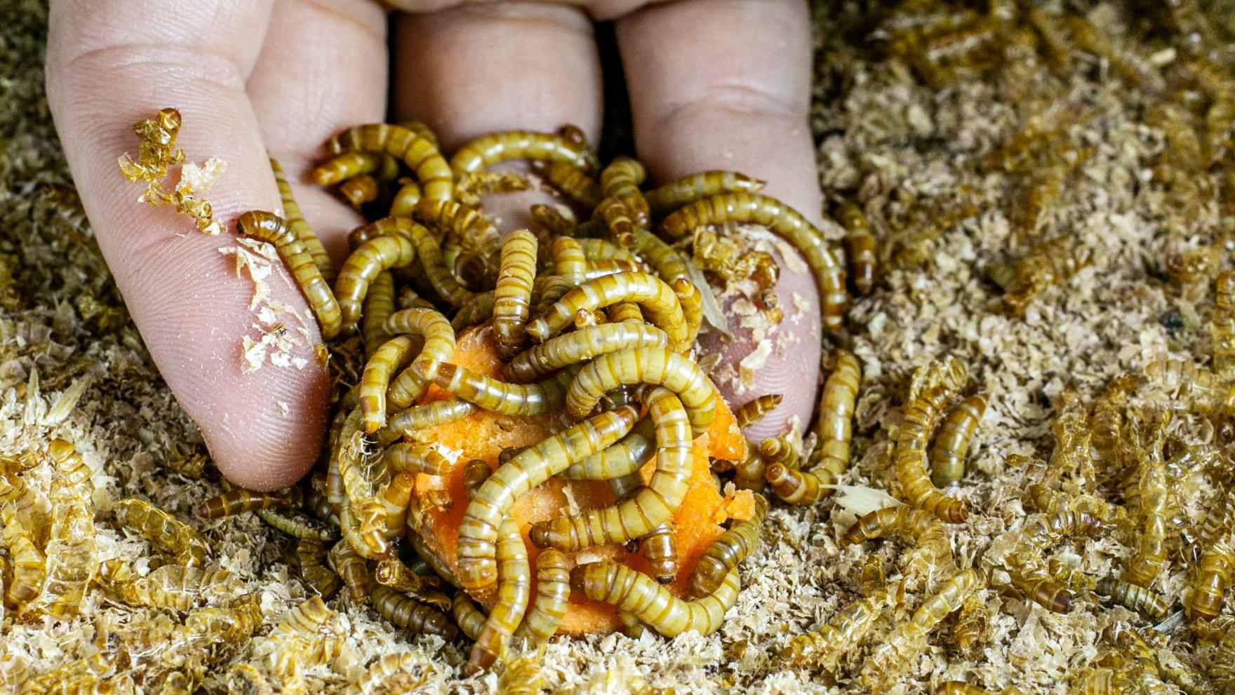 Grubs for lunch: UA graduate student raising bugs for eating — by people